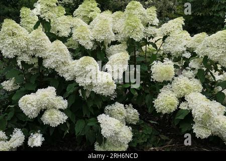 Closeup of the white cone shaped flowers of the perennial garden plant Hydrangea paniculata Phantom. Stock Photo