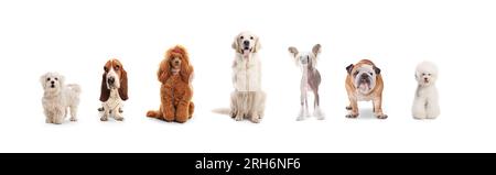Group of different dogs posing isolated on white background Stock Photo