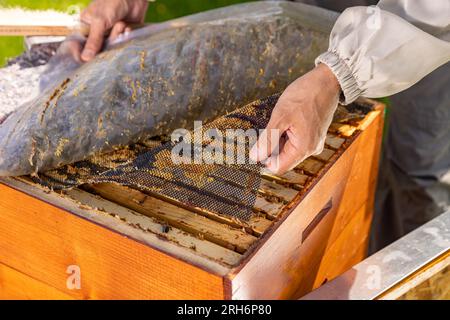 Beekeeper checking honey on the beehive. Beehives on the apiary. Stock Photo