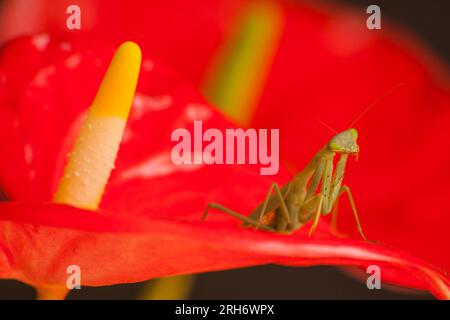 Green Mantid Sphodromantis gastrica on red Anthurium 10523 Stock Photo