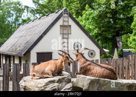 Bochum, Germany - May 10, 2022: Pair of goats lie on rocks at Bochum Zoo in North Rhine-Westphalia, Germany. Stock Photo