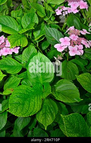 Flowers of pink lacecap hydrangea (Hydrangea macrophylla) Stock Photo
