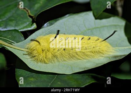 American Dagger Moth caterpillar (Acronicta americana) crawls across a leaf on a shrub in southern Michigan in August Stock Photo