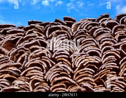 Harvested cork oak bark from the trunk of cork oak tree (Quercus suber) for industrial production of wine cork stopper in the Alentejo region, Portuga Stock Photo