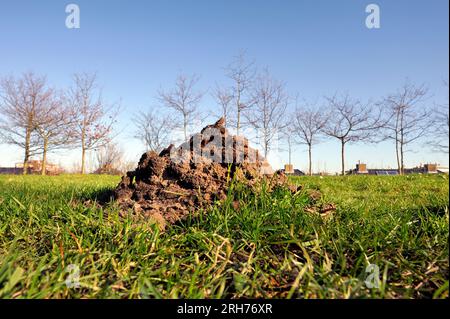 Soil mounds or molehill from the Middle East blind mole-rat in a grass field at a park in the  Netherlands. Mole rats are the major agricultural under Stock Photo