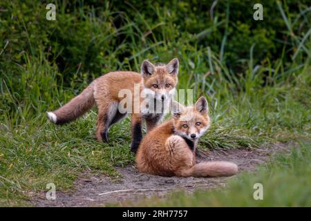 Red Fox Kits Stock Photo