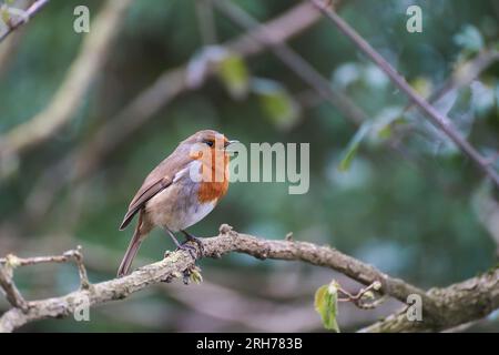 Singing European Robin - Erithacus rubecula on the branch.  Green background. Stock Photo