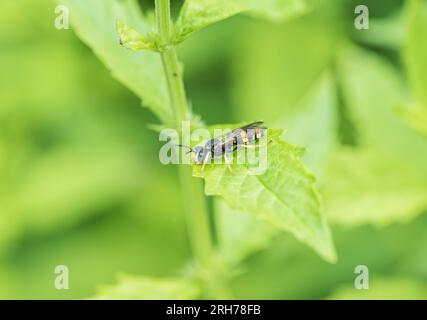 Resting Ornate Tailed Digger Wasp (Cerceris rybyensis) Stock Photo