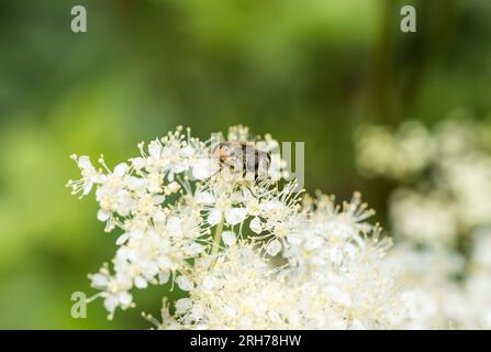 Feeding hoverfly Eristalis arbustorum (confirmed by facial details) Stock Photo