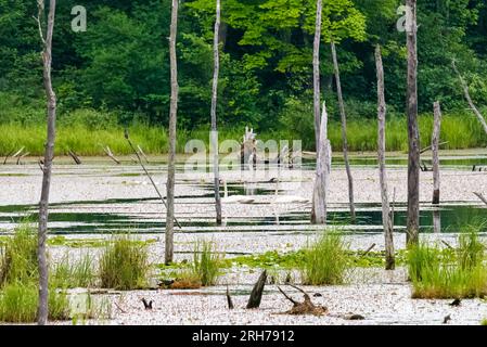 A pair of trumpeter swans sun themselves on a marshy bog in Northern Wisconsin. Stock Photo