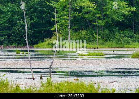 A pair of trumpeter swans sun themselves on a marshy bog in Northern Wisconsin. Stock Photo