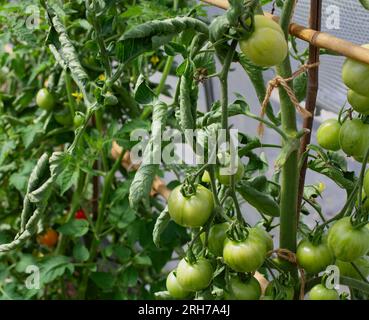 UK Tomato growing in Polytunnel with Leaf Curl on some plants Stock Photo