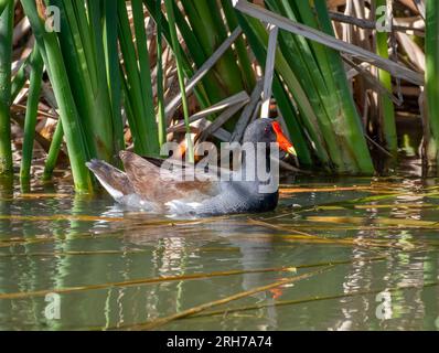 A beautiful Common Gallinule forages for food on the edge of vegetation in a Texas marsh. Stock Photo