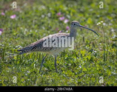 A beautiful Long-billed Curlew foraging in a spring time grassy meadow along the Texas gulf coast. Stock Photo