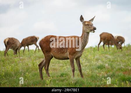 Close up deer on the meadow. His herd at background. Stock Photo