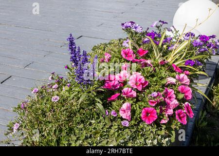 Petunia flowers, chlorophytum and wild sage in a vase decorate the entrance to the park. Different color of calibrachoa is a genus of plants in the So Stock Photo