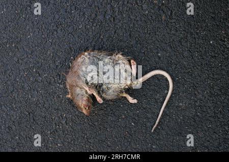 Dead rat rodent on the dark street. Stock Photo