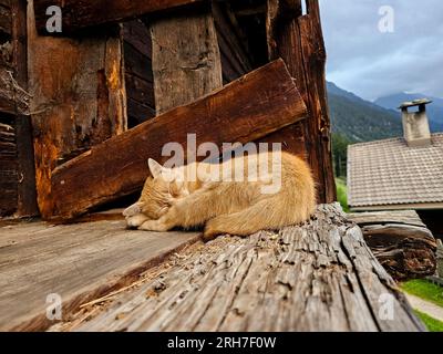 Red cat sleeping like a small ball of fur on an old wooden structure in a rural farmhouse in the Italian Dolomites Stock Photo