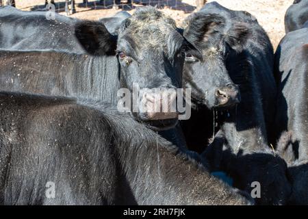 A detailed close up look at the nostrils of a black angus cow surrounded by more beef cattle. Stock Photo