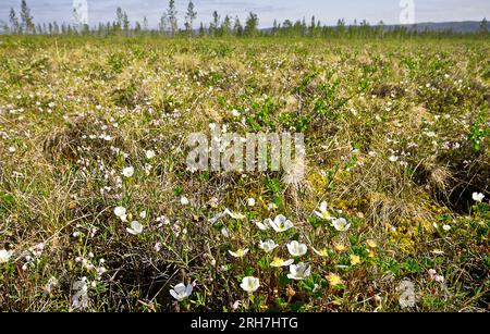 Mass flowering of Cloudberries (Rubus chamaemorus) in a transitional moor. Lapland, June Stock Photo