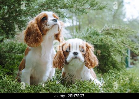 Portrait of two wonderful and fluffy Cavalier King Charles Spaniels with red-white fur spending time on summer street in coniferous tree. Amazing kids Stock Photo