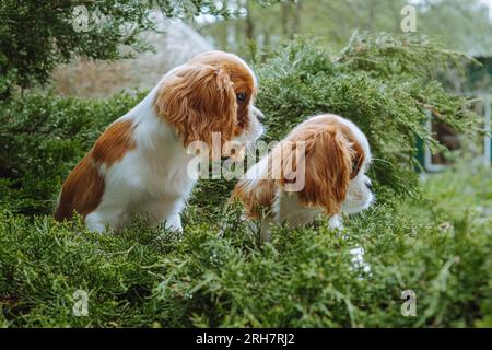 Portrait of couple of Cavalier King Charles Spaniel dogs with red and white fur relaxing together in coniferous tree outside. Funny puppies watching a Stock Photo
