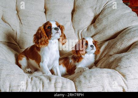 Portrait of reddish white Cavalier King Charles Spaniel dogs relaxing on large and soft armchair. Puppies friends watching attractive things in front Stock Photo