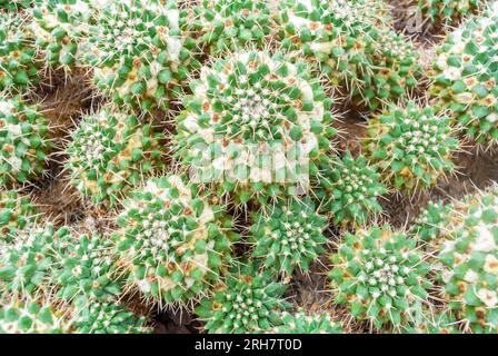 Mammillaria is one of the largest genera in the cactus family (Cactaceae), with currently 200 known species and varieties recognized. Stock Photo