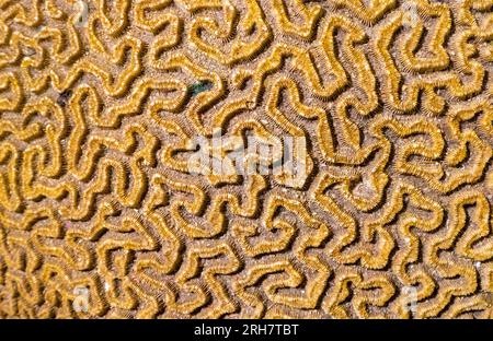 closeup of brain coral in museum in Edinburgh, Scotland Stock Photo