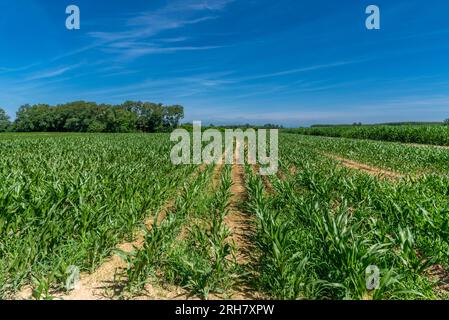 Field of young corn plants on blue sky with trees in the background. Landscape of the Po Valley countryside in the province of Cuneo, Italy Stock Photo
