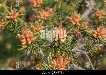 A close up of Jack pine (pinus banksiana) in spring. Stock Photo