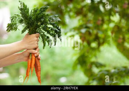 Raw, vegan, vegetarian, food concept. A woman's hand holds three fresh carrots with tops. Blurred background, copy space. Stock Photo