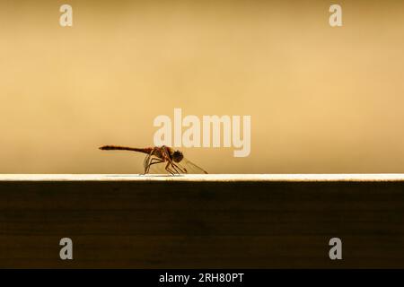 Common Darter Dragonfly resting on a wooden fence Stock Photo
