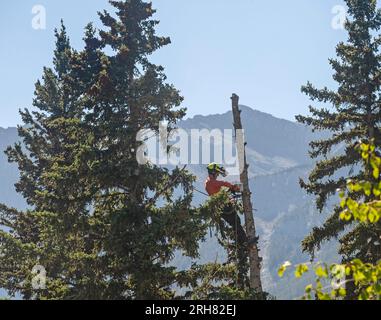 Canmore, Alberta, Canada – August 14, 2023:  A man fells a tree in a town park Stock Photo