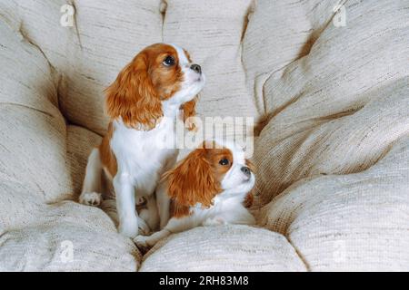 Two funny red and white furred little spaniel twins resting together on light armchair in room indoor. Handsome kids watching something interesting wh Stock Photo
