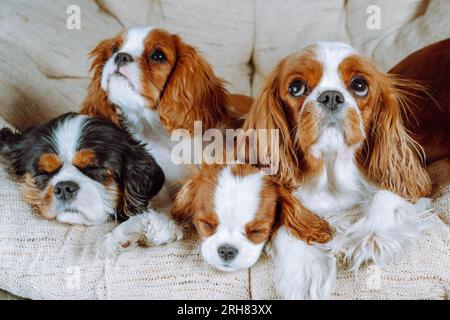 Portrait of four shaggy Cavalier King Charles Spaniels lying on beige armchair indoor. Dog with black-white fur and baby spaniel fell asleep. Two Stock Photo