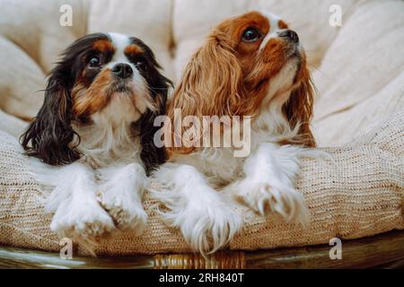 Portrait of two amazing Cavalier King Charles Spaniels lying on beige comfortable armchair. Dog with black-white coloring and canine with red-white Stock Photo