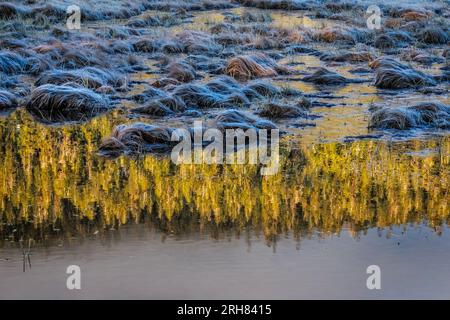 Reflections of trees and frozen grass in tranquil landscape, The mirror-like surface of the water reflects the forms of pine trees in the background. Stock Photo