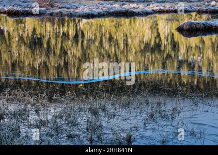 Reflections of trees and frozen grass in tranquil landscape, The mirror-like surface of the water reflects the forms of pine trees in the background. Stock Photo