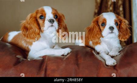 Portrait of two loveable Cavalier King Charles Spaniel puppies relaxing on brown leather couch. Red and white haired cub twins calmly spending time Stock Photo