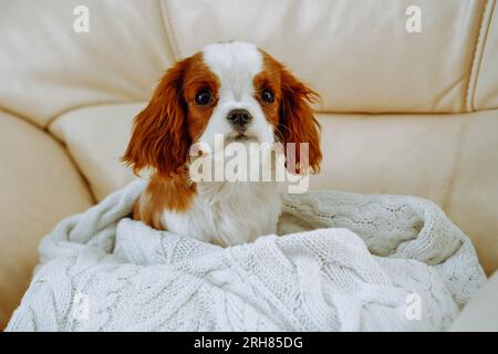 Fluffy cavalier king charles sales spaniel