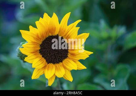 Pretty yellow sunflower on a rainy summer day at Abrahamson Nursery in St. Croix Falls, Wisconsin USA. Stock Photo