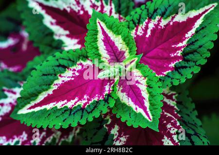 Closeup of a beautiful burgundy and green leafed coleus plant in a summer garden in Lakeville, Minnesota USA. Stock Photo