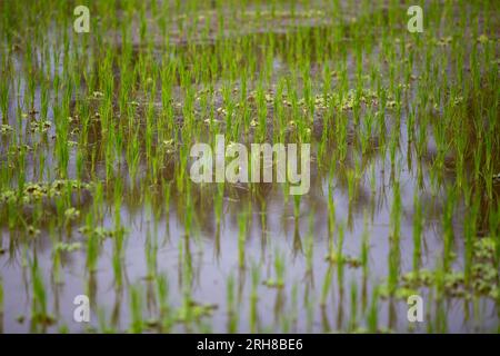 Close up on Rice Sprouts by village farmers Stock Photo