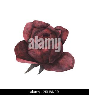 Dark gothic red rose with magical texture isolated on white background ...
