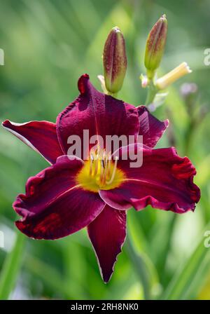 'Ed Murray' Daylily, Daglilja (Hemerocallis) Stock Photo