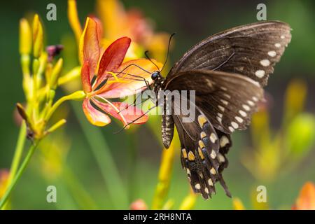 Eastern Tiger Swallowtail (Papilio glaucus), dark morph, on a colorful garden flower in Jacksonville, Florida. (USA) Stock Photo