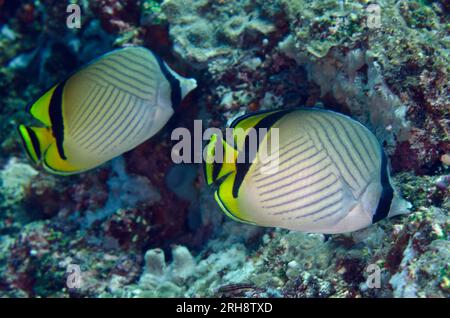 Pair of Vagabond Butterflyfish, Chaetodon vagabundus, Tepekong dive site, Candidasa, Bali, Indonesia Stock Photo