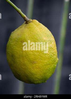 A yellow Lemon hanging on a tree, almost ripe still a little green Stock Photo