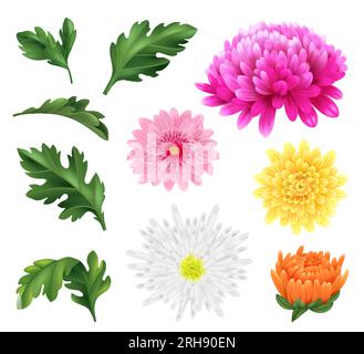 Realistic chrysanthemum flower icons set with blossoming heads and leaves isolated vector illustration Stock Vector